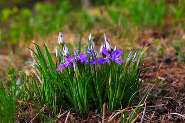 Typical green plants also have different chlorophyll variants; however, chlorophyll a was thought to be the main driver of photosystem I and II, prior to these findings. (Source: maxpixel.net)