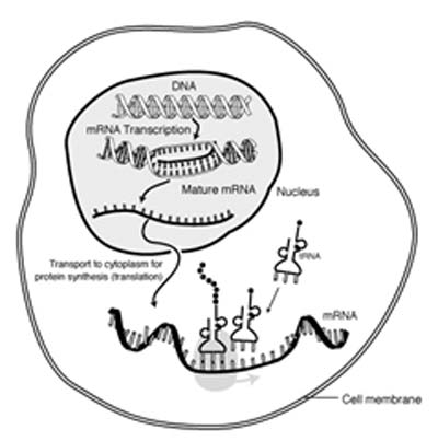 Typical mRNA activity in a eukaryotic cell. (Source: Public Domain)