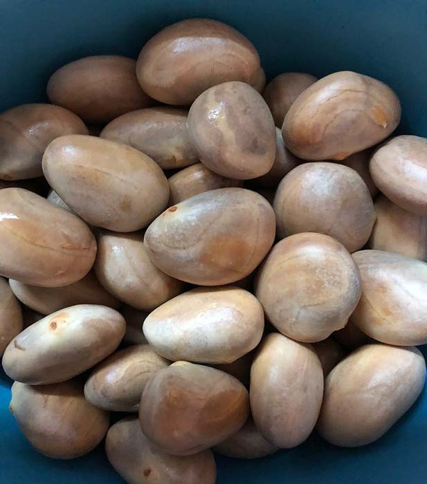 Unprocessed jackfruit seeds. (Source: Public Domain)