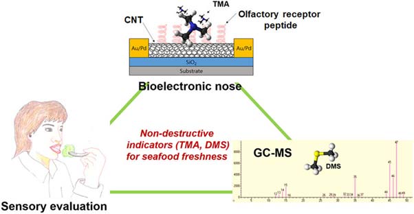 Various methods to detect bacterial spoilage in seafood, including the electronic ‘nose’. (Source: K. M. Lee, et al., 2018)