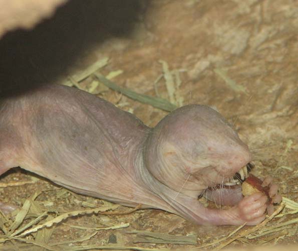 A captive naked mole-rat eating 