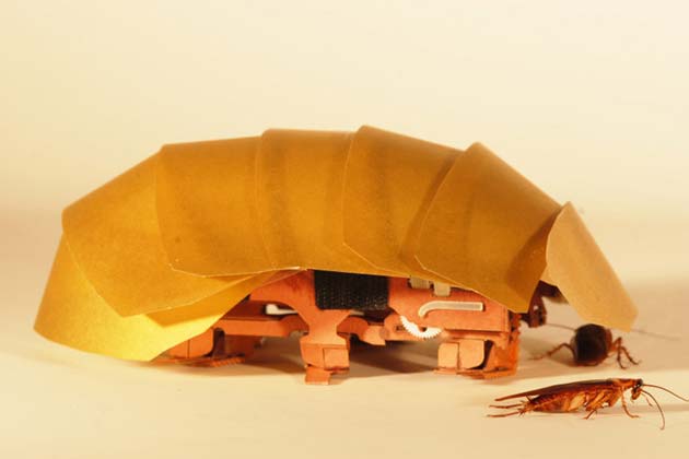 The CRAM robot, inspired by cockroaches, can crawl even when squashed to half its size. (Photo by Tom Libby, Kaushik Jayaram and Pauline Jennings. Courtesy of PolyPEDAL Lab, UC Berkeley)