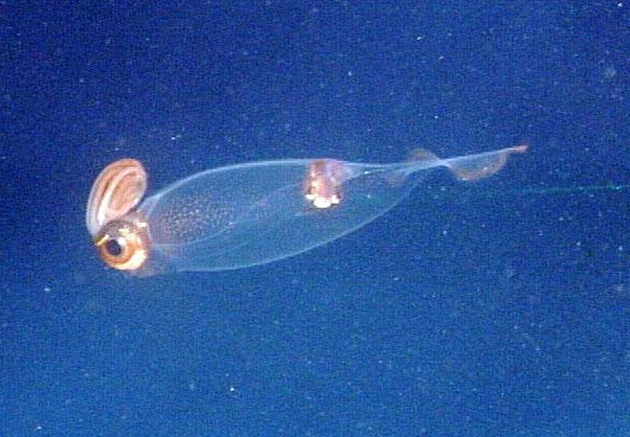 The unusual, deep-sea squid (Teuthowenia megalops) is an example of a creature whose study could enhance our understanding of how life originally developed on Earth. (Source: Public Domain)