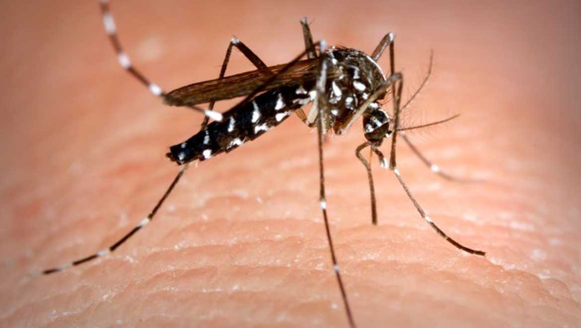Palmyra Study Finds Disease-Carrying Mosquito Eradication Possible