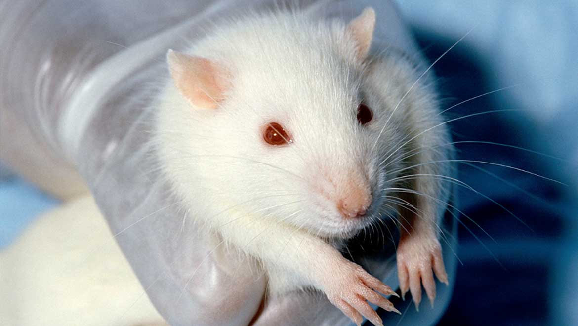 First Evidence Of Episodic Memory Recall In Non-Human Animals Reported