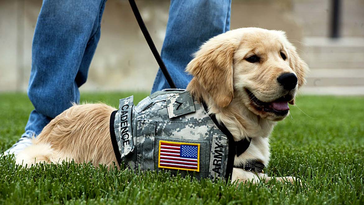 Helping Veterans with PTSD: Support From Service Dogs 