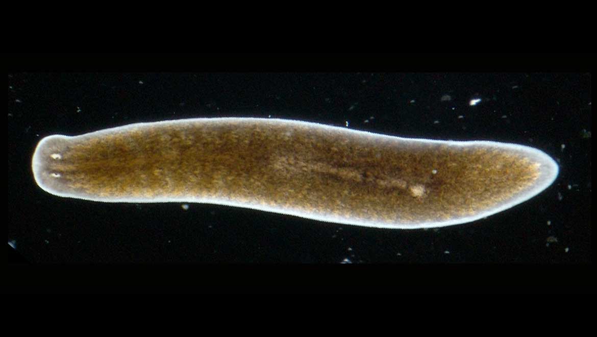 How Flatworms Re-Grow Their Own Heads: Scientists Finally Identify The Potential ‘Grail’ Of Regenerative Medicine