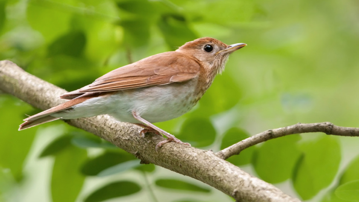 Migratory ‘Weather’ Birds Can Indicate Intensity Of Hurricanes