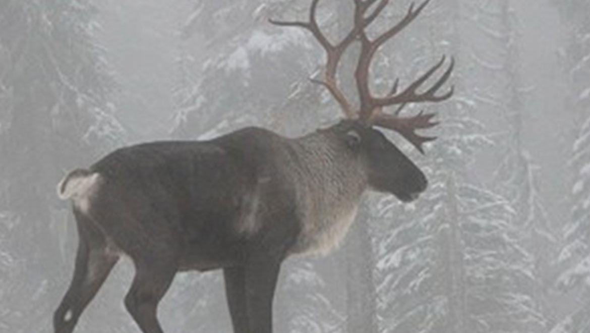 Another Species – The Mountain Caribou – Is Almost Extinct