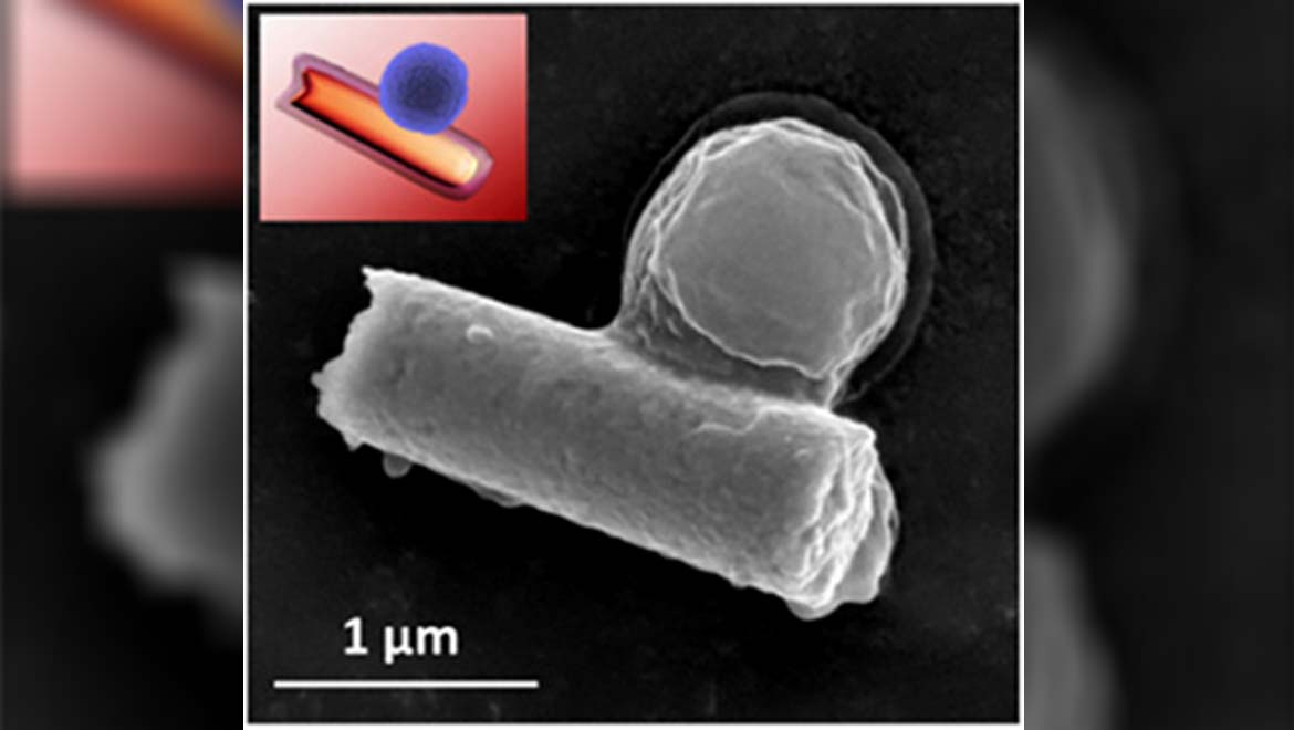 New Form Of Nanorobots To Clear Blood Of Toxins
