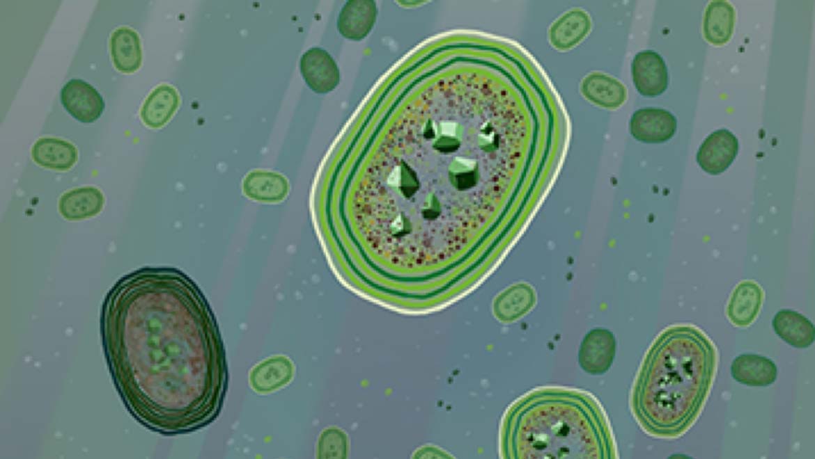 Has Our Understanding Of Photosynthesis Been Wrong All This While?