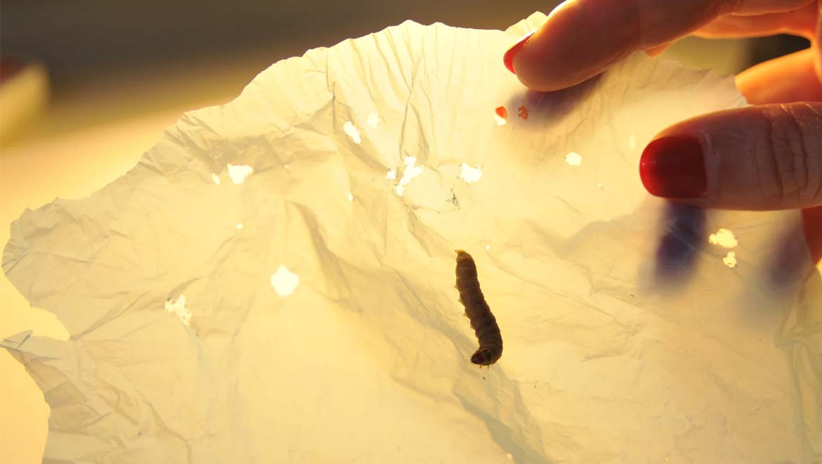 Could Plastic-Eating Worms Help Solve Our Waste Problem?
