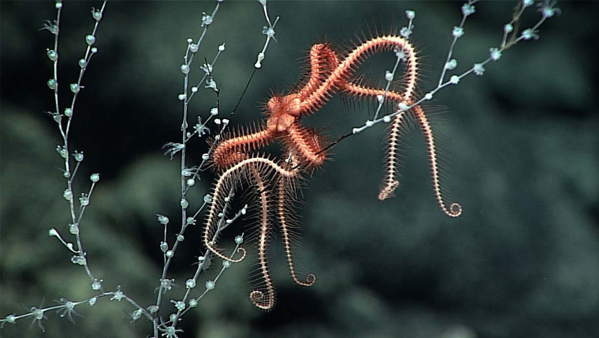 Latest Research Mission to Tasmanian Seamounts Yields Fantastic Sea-Creature Data (and Photos)
