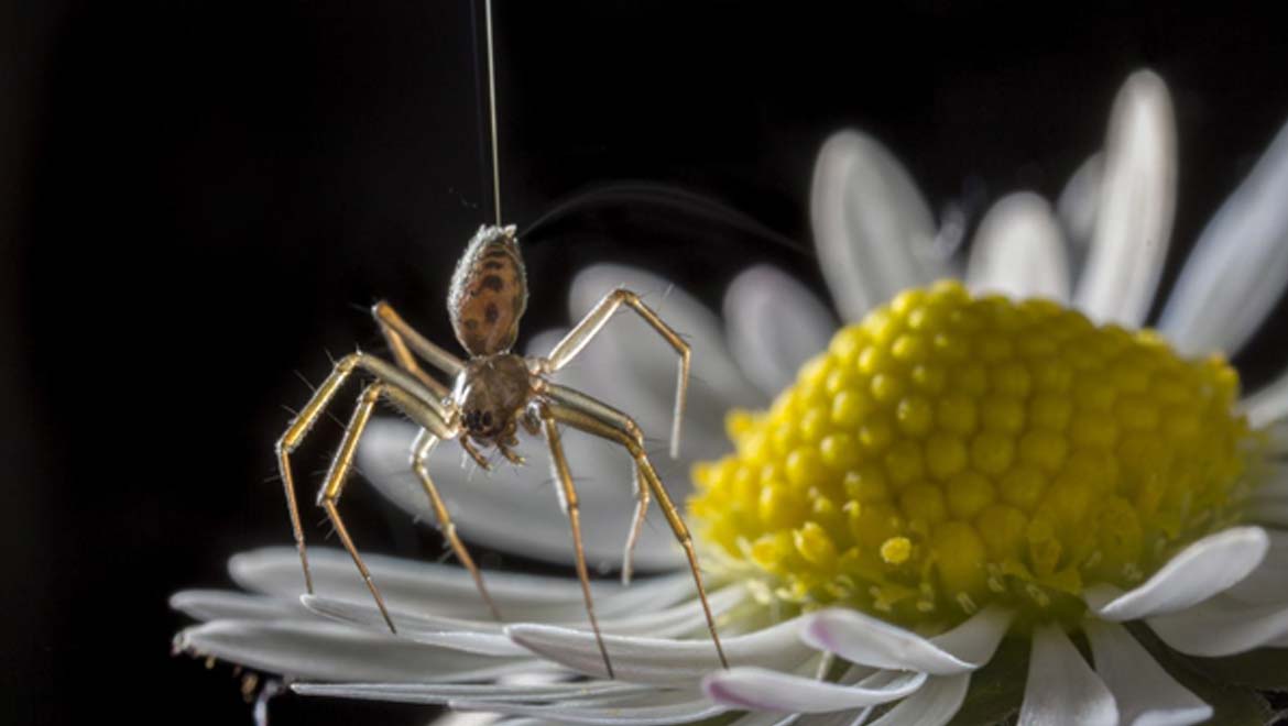 Ballooning In Spiders: Scientists Prove That Arachnid ‘Flight’ Is Wind-Independent
