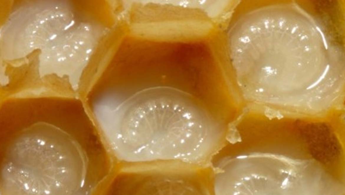 Mammalian Analog for Royal Jelly Protein Found, and Could Revolutionize Stem Cell Science