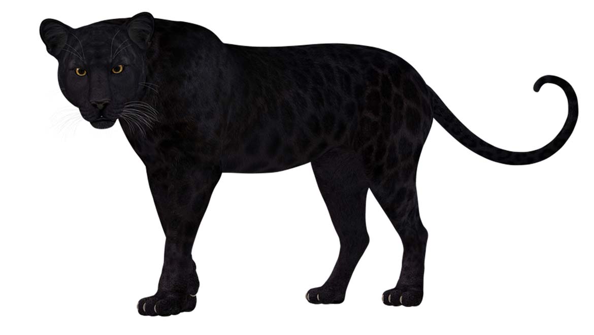 Super-Rare Black Leopard Sighting Confirmed In Kenya After Almost A Century