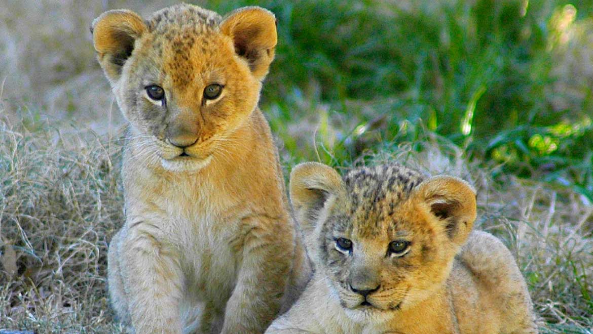 World’s First ‘Test Tube’ Lion Cubs Born In South Africa
