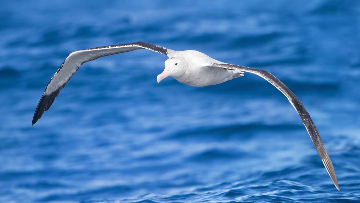 The Flight of the Albatross: Secrets of Wind-powered Flight Revealed 