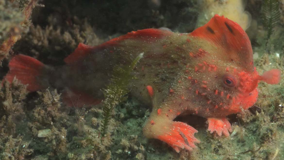 The Red Handfish: Population of World’s Rarest Fish Increases After New Discovery 