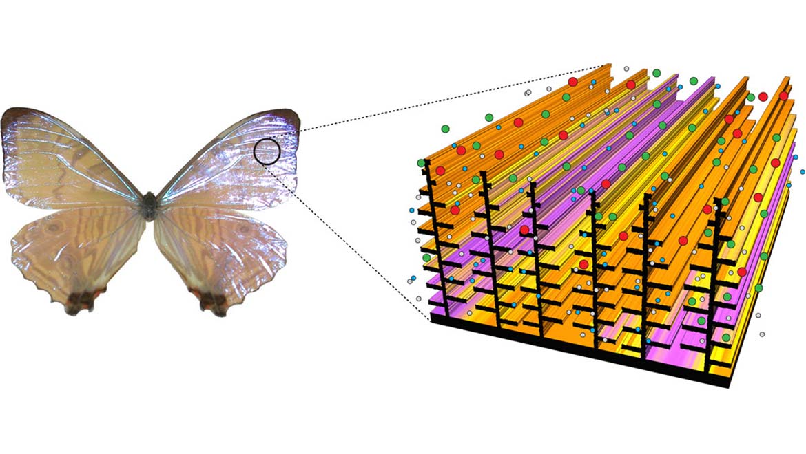 Representation of the chitin nanostructure seen in butterfly wings. 