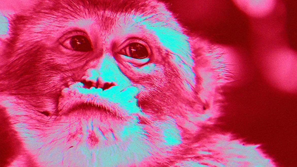 Chinese Scientists Make Monkeys “Smarter” in a Controversial Experiment