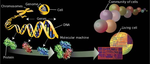 Diagram illustrating genomics.