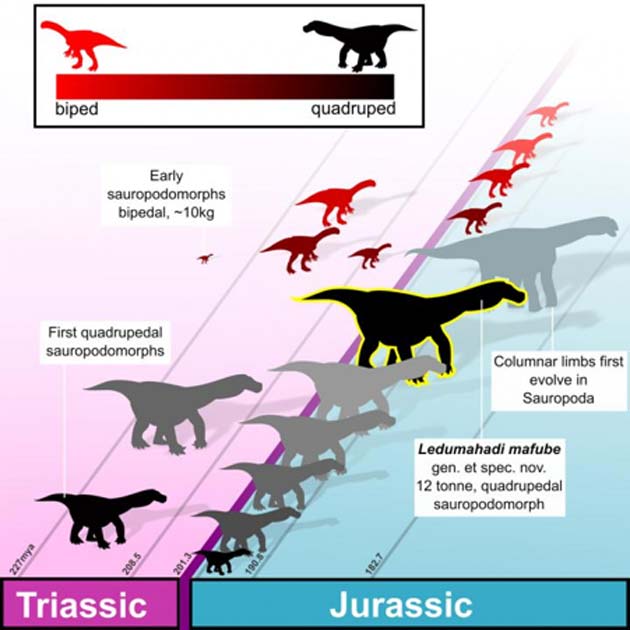 This infographic shows L. mafube’s place in the sauropod evolutionary scheme. (Source: Wits University)