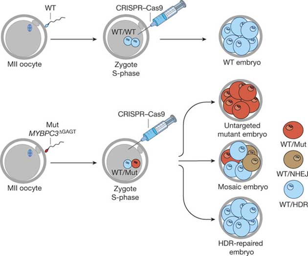 Schematic of MYBPC3∆GAGT gene targeting by injection of CRISPR–Cas9 into human zygotes at the S-phase of the cell cycle. MII oocytes were fertilized by sperm from a heterozygous patient with equal numbers of mutant and wild-type (WT) spermatozoa. CRISPR–Cas9 was then injected into one-cell zygotes. Embryos at the 4–8-cell stage were collected for genetic analysis. Injection during S-phase resulted in mosaic embryos consisting of non-targeted mutant, targeted NHEJ-repaired and targeted HDR-repaired blastomeres.