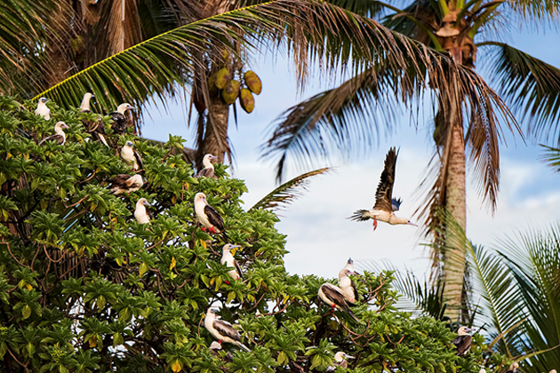 Native birds nest next to a coconut tree on Palmyra. (Source: Flickr)