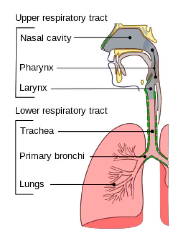 Infections can affect nearly every part of the respiratory tract. (Source: Public Domain)