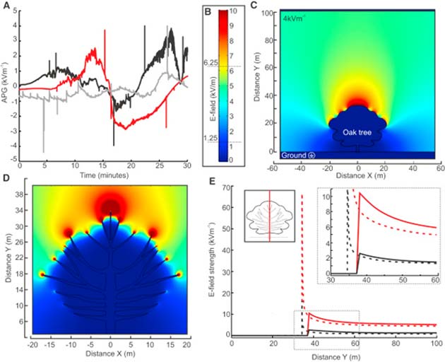 How a spider may perceive the e-field of an oak tree. (Source: Morley and Robert, 2018)