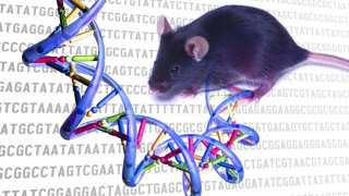 ‘Unprecedented’ Study Shows Signs Of Aging Can Be Reversed In Mice