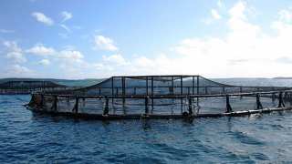 How Sustainable Aquaculture Could Help Feed the Future