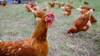 Battery Pharma: Can Genetically Modified Chickens Really Produce Viable Medicines?