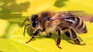 Genomic Research Finds Bees Are Affected by 27 More Viruses Than Previously Thought