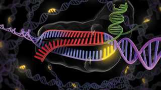 Researchers the world over are fast adopting CRISPR-Cas9 to tinker with the genomes of humans, viruses, bacteria, animals and plants. Nature brings together research, reporting and expert opinion to keep you abreast of the frontiers of gene editing. 