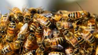 Sweet Salvation: Can a New Discovery Help Conserve the Bees?