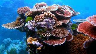 Coral Reefs Rely on Each Other for Survival