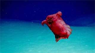 Breathtaking Imagery Of “Headless Chicken Monster” Leads The Way To Conservation Efforts In The Antarctic
