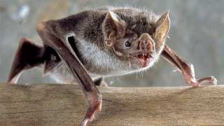 How Bats Evolved Into Vampires & What It Takes To Live On Blood