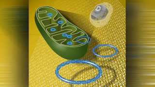 Mitochondria Can Be Passed On From Both Parents, New Study Finds