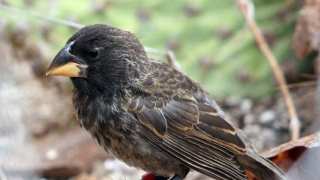 Rapid Evolution On The Galapagos Islands Leads To A New Species Of Finch