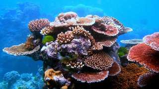 A diversity of corals. 