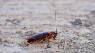 Genome Study Reveals Why The American Cockroach Is Virtually Indestructible 