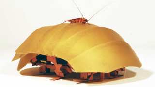 The CRAM robot, inspired by cockroaches, can crawl even when squashed to half its size.