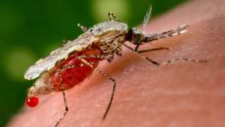 New Gene-Editing Technique Could Eliminate Mosquito-Borne Diseases