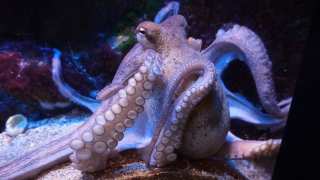 New Clues Revealed Into The Strange Evolution Of Octopus And Squid