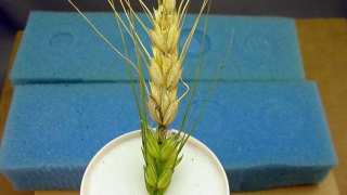 A New Variety of Wheat Invites Trouble
