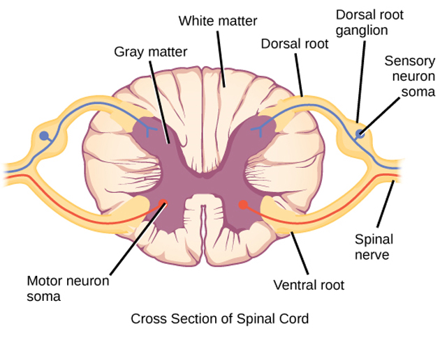 A transverse spinal section showing some functions of various spinal region. (Source: Public Domain)